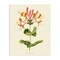 Stupell Industries Honeysuckle Vintage Illustration Canvas, design by Connie Resch